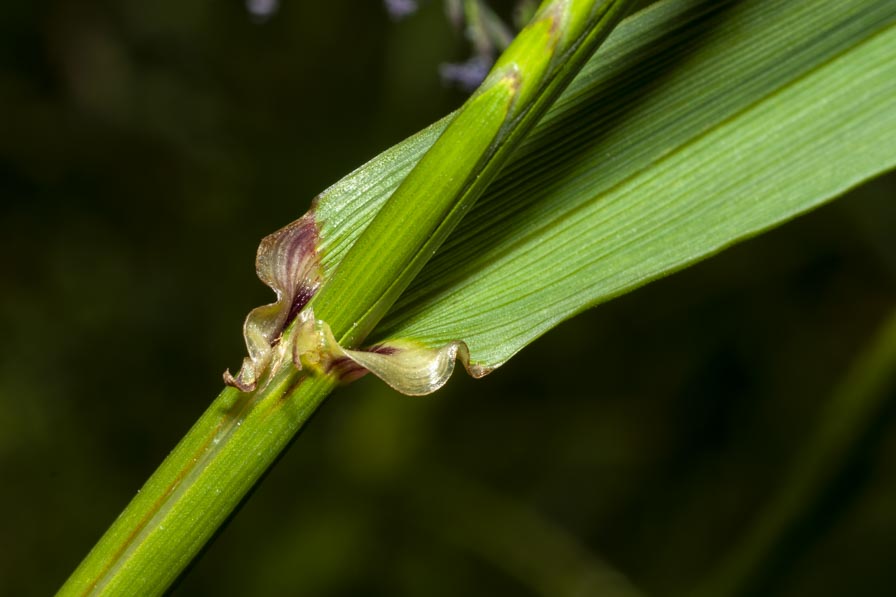 Lolium multiflorum ?  S !